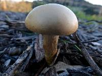 Agrocybe praecox image