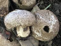 Lycoperdon perlatum image