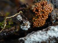 Polycephalomyces tomentosus image