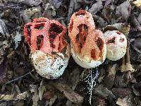 Clathrus ruber image