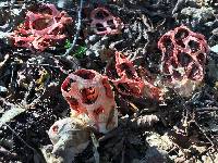 Clathrus ruber image