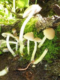 Psathyrella candolleana image