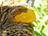 Tremella mesenterica image