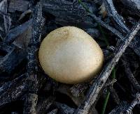 Agrocybe praecox image