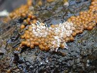 Polycephalomyces tomentosus image