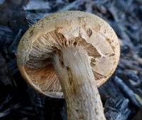 Agrocybe praecox image