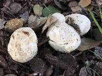 Clathrus ruber image