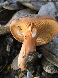 Lactarius rubidus image