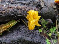 Tremella aurantia image