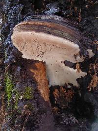 Ganoderma brownii image