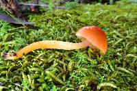 Hygrocybe psittacina var. psittacina image