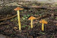 Hygrocybe singeri image