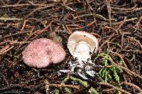 Lepiota decorata image