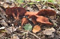 Lactarius rufulus image