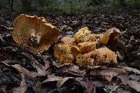 Cantharellus californicus image