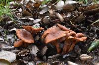 Lactarius rubidus image