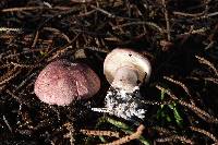 Lepiota decorata image