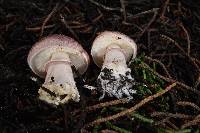 Lepiota decorata image