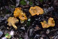 Cantharellus californicus image