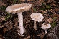 Amanita ocreata image