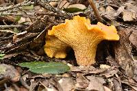 Cantharellus californicus image