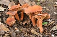 Lactarius rubidus image