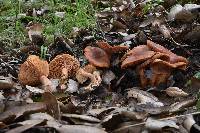 Lactarius rubidus image