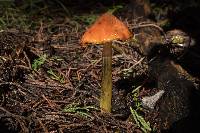 Hygrocybe singeri image