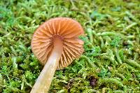 Hygrocybe psittacina var. psittacina image