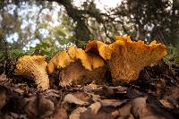 Cantharellus californicus image