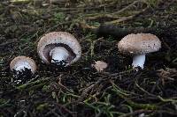 Agaricus bisporus image