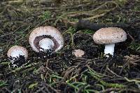 Agaricus bisporus image