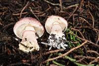 Lepiota decorata image