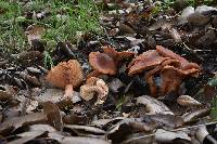 Lactarius rubidus image