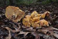 Cantharellus californicus image