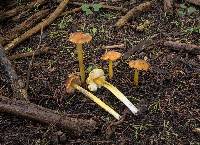 Hygrocybe singeri image