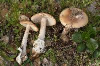 Amanita velosa image