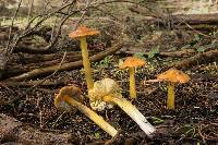 Hygrocybe singeri image