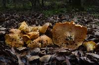 Cantharellus californicus image