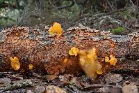 Tremella aurantia image