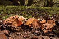 Cantharellus californicus image