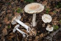 Amanita ocreata image