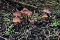 Marasmius plicatulus image