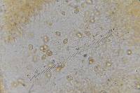 Tubaria furfuracea image