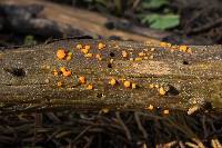 Dacrymyces stillatus image