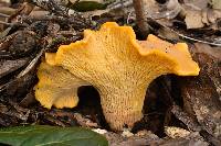 Cantharellus californicus image