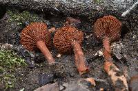 Lactarius rufulus image