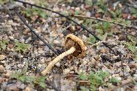 Agrocybe pediades image