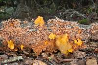 Tremella aurantia image