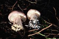 Lepiota decorata image